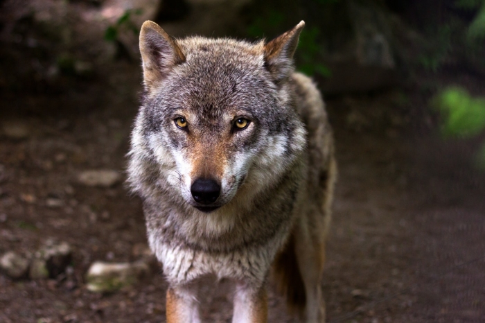 Nedeľné zamyslenie: Ktorého vlka vo svojom vnútri kŕmime?