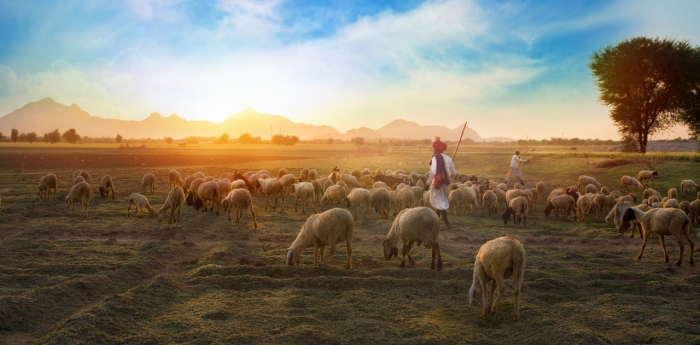 Nedeľné zamyslenie: Aký je dobrý pastier?